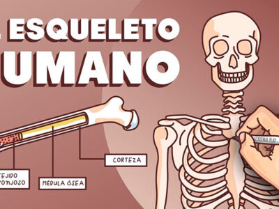 imagenes de EL esqueleto humano