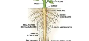 imagenes de Partes de una Raiz