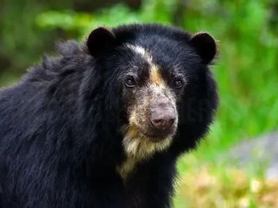 imagenes el oso jucumari Bolivia