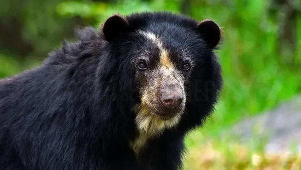 imagenes el oso jucumari Bolivia