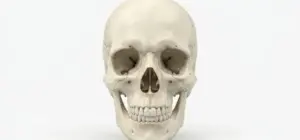 imagenes de esqueleto de La Cara