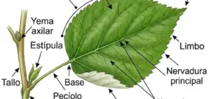 imagenes de la hoja de la planta
