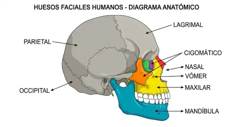 descargar dibujos de Huesos de la Cara 2026 imagenes de partes de la cara